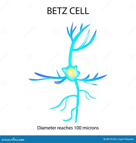 Betz Cell .